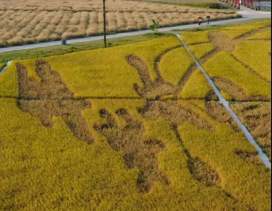 助力乡村振兴，灵科超声波参加阳江、茂名市乡村振兴活动项目